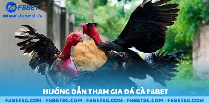 Hướng dẫn tham gia đá gà tại F8BET
