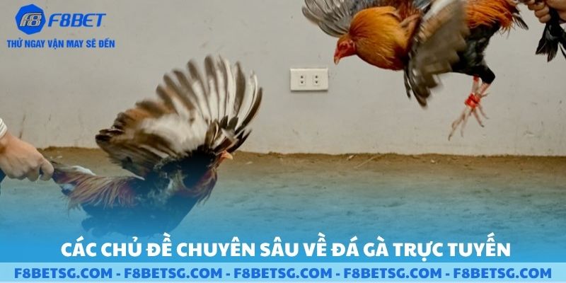 Các chủ đề chuyên sâu về đá gà trực tuyến